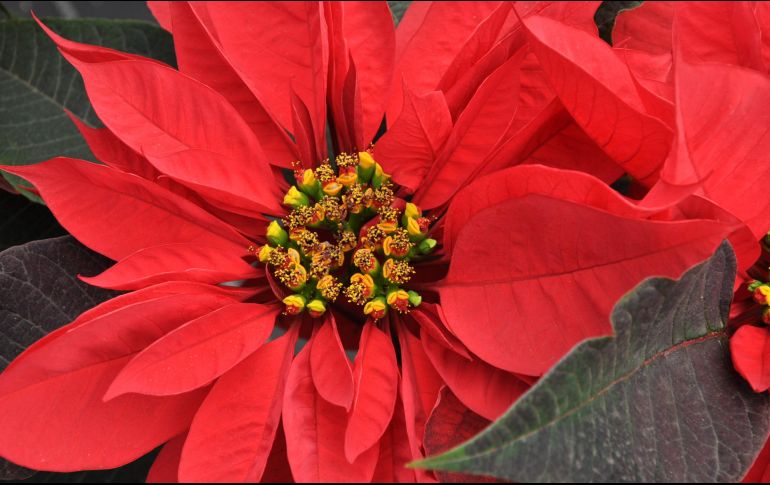 Para México el día Nacional de la 