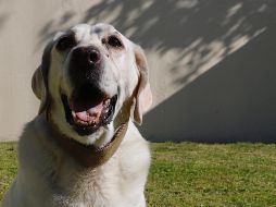 Una de las alternativas recomendada por especialistas es secar bien la superficie de la orina y limpiar posteriormente con agua hasta que se elimine el olor, una vez que esto pase tiene que utilizar jabón para desinfectar. SUN / ARCHIVO