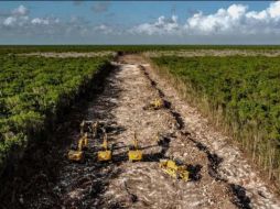 El Tren Maya, considerada por el gobierno como una obra prioritaria, será inaugurada en diciembre de 2023. AFP/ ARCHIVO