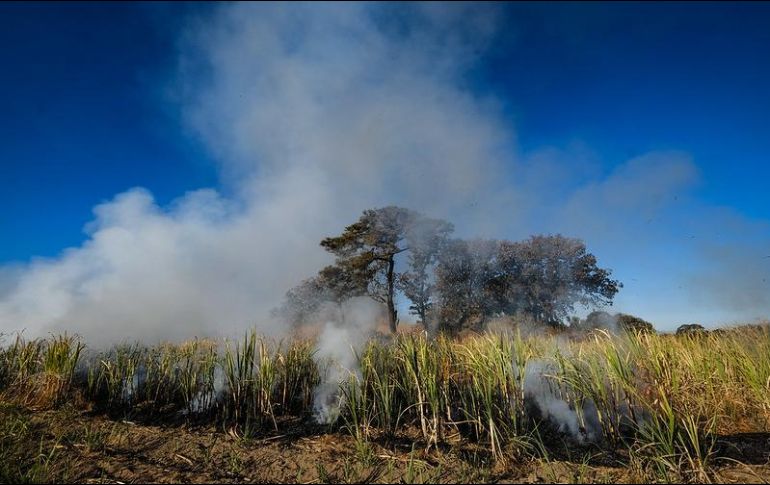 Se presume que el 30.24% de los incendios son por actividades ilícitas. Twitter/@SemadetJal