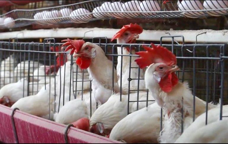 Advierten que el riesgo sigue latente y que las medidas preventivas deben continuar. Se exhortó a los productores a no bajar la guardia. CORTESÍA