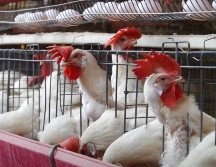 Advierten que el riesgo sigue latente y que las medidas preventivas deben continuar. Se exhortó a los productores a no bajar la guardia. CORTESÍA