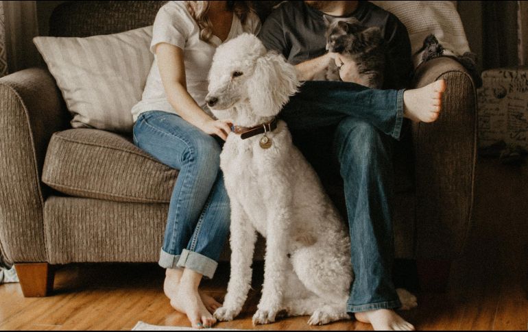 Hoy en día las mascotas son un miembro más de la familia. ESPECIAL/Photo by Sarandy Westfall on Unsplash.