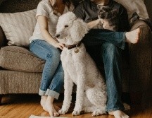 Hoy en día las mascotas son un miembro más de la familia. ESPECIAL/Photo by Sarandy Westfall on Unsplash.