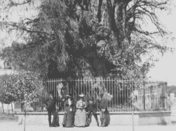 Un día como hoy, el emblematico Árbol de la Noche Triste ardió en la Ciudad de México. ESPECIAL/Archivo General de la Nación