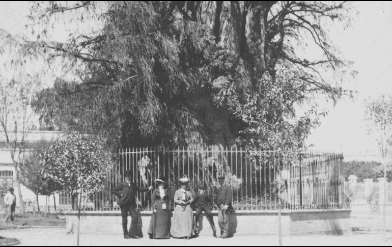 Un día como hoy, el emblematico Árbol de la Noche Triste ardió en la Ciudad de México. ESPECIAL/Archivo General de la Nación