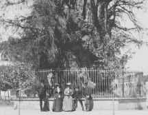 Un día como hoy, el emblematico Árbol de la Noche Triste ardió en la Ciudad de México. ESPECIAL/Archivo General de la Nación