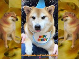 Tras reponerse de una enfermedad, Cheems logró celebrar este 2023 su cumpleaños número doce. ESPECIAL