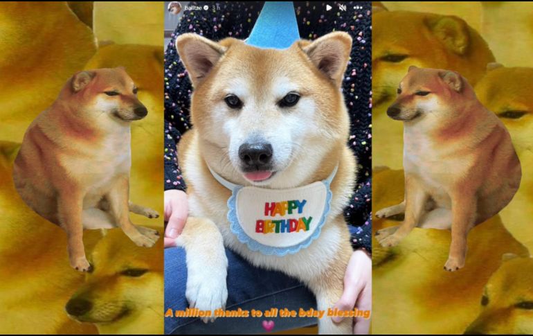 Tras reponerse de una enfermedad, Cheems logró celebrar este 2023 su cumpleaños número doce. ESPECIAL