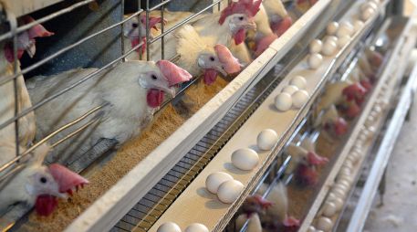 El sector avícola ecuatoriano incluye 263 millones de pollos y 16 millones de aves ponedoras. EL INFORMADOR/ARCHIVO