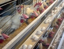 El sector avícola ecuatoriano incluye 263 millones de pollos y 16 millones de aves ponedoras. EL INFORMADOR/ARCHIVO