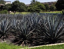 El 2022 fue un gran año para la agroindustria tequilera, por lo que el 2023 inicia con grandes retos. NTX/ARCHIVO