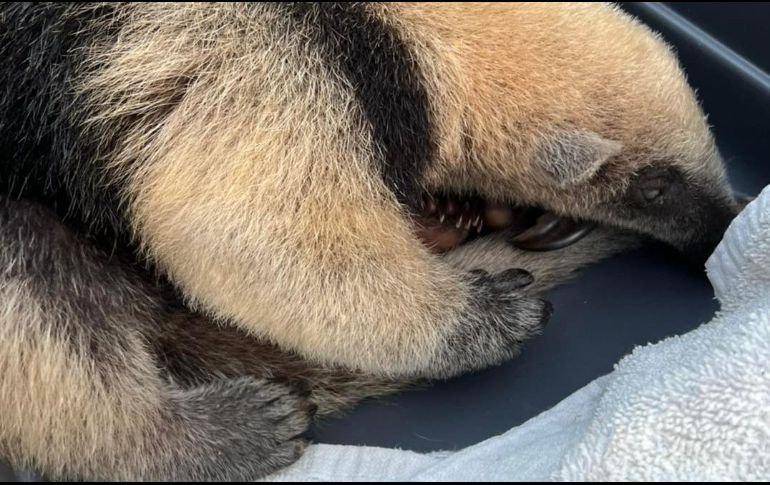 La asociación que lo rescató pide crear consciencia sobre la preservación de la especie. FACEBOOK/Selva Teenek Ecopark