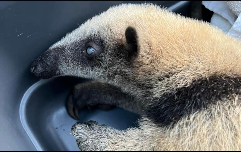 El oso presentaba serios problemas de desnutrición, deshidratación y además se encontraba ciego. FACEBOOK/Selva Teenek Ecopark