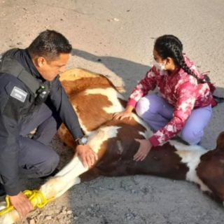 Atropella el tren a caballo en Querétaro y se sueltan en las redes