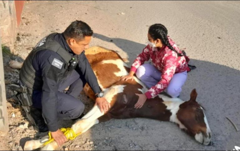 El caballo fue atendido por médicos veterinarios. SUN