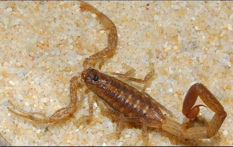 De acuerdo con el boletín epidemiológico del Sistema Nacional de Vigilancia Epidemiológica de la Secretaría de Salud Federal, hay un acumulado de cuatro mil 259 casos de picaduras en mujeres y cuatro mil 30 en hombres. EL INFORMADOR / ARCHIVO