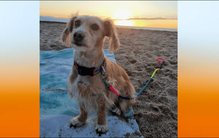 Puede que pienses que sabes lo que siente tu perro, pero ¿lo sabes realmente? EL INFORMADOR / O. Álvarez