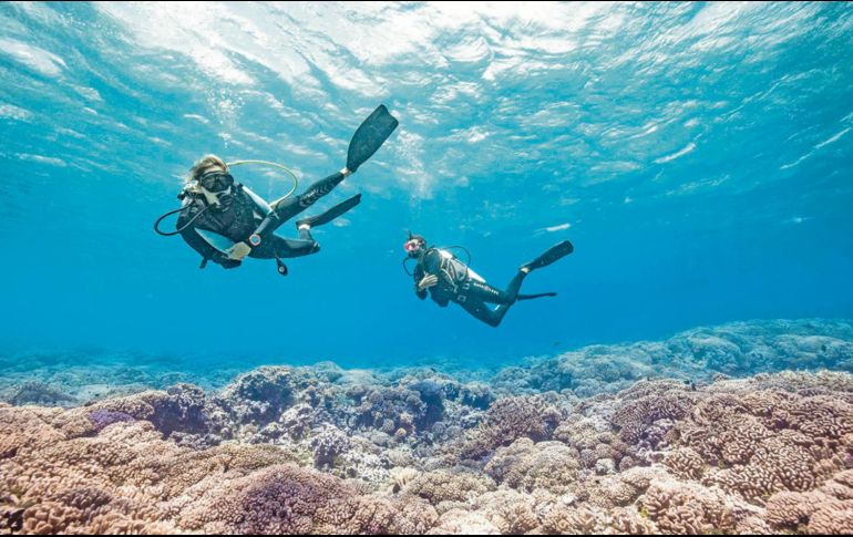 Todo un mundo te espera bajo el agua. ESPECIAL/Tahiti Tourisme