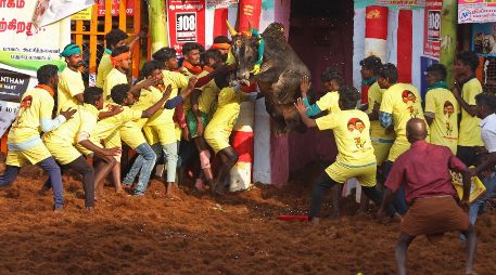 En la fiesta, denominada Jallikattu, los participantes intentan dominar al toro sin matarlo. AFP/S. Loganathan