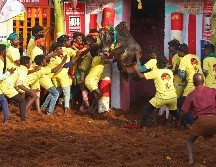 En la fiesta, denominada Jallikattu, los participantes intentan dominar al toro sin matarlo. AFP/S. Loganathan