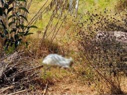El hallazgo de la cabra decapitada ocurrió ayer domingo en el parque de Antequera. ESPECIAL