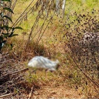 Edomex: Hallan cabra decapitada en Huixquilucan; sospechan de "santeros"