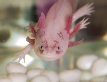 Así puedes adoptar un ajolote con ayuda de la UNAM. ISTOCK/Maslov Dmitry