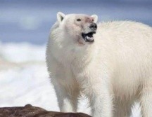 El oso polar fue abatido a balazos. ESPECIAL