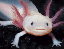 Curiosidades, mitos y todo lo que debes de saber del ajolote en su día