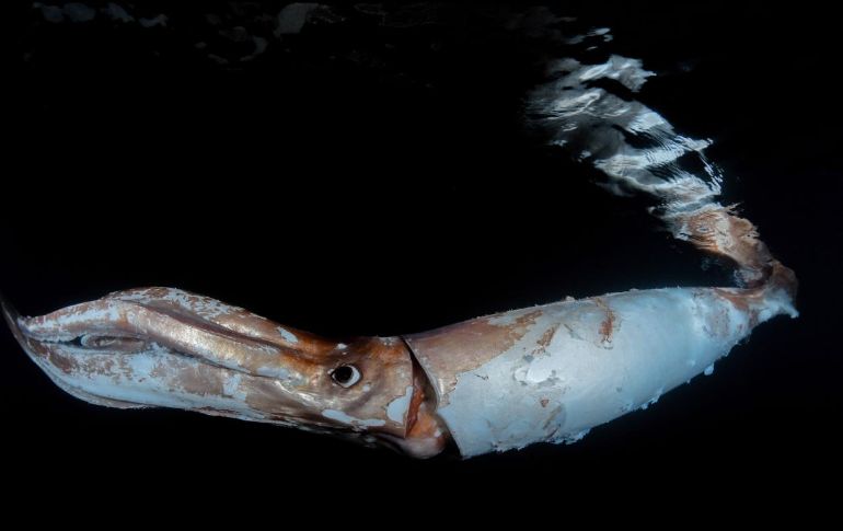 La pareja de buceadores consiguió filmar al calamar gigante. TWITTER/@ocean__a.