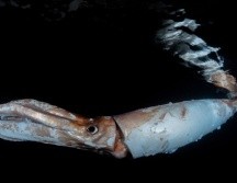 La pareja de buceadores consiguió filmar al calamar gigante. TWITTER/@ocean__a.