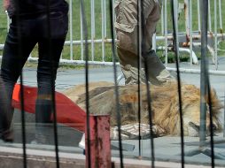 Denuncian que Zeus murió luego de que el SAG obligara a personal a anestesiarlo para leer el microchip de identificación del animal. AFP/J. Torres