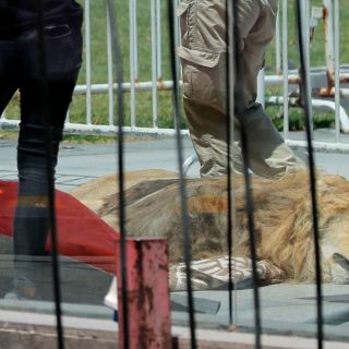 Con león muerto, protestan frente al Palacio de La Moneda en Chile