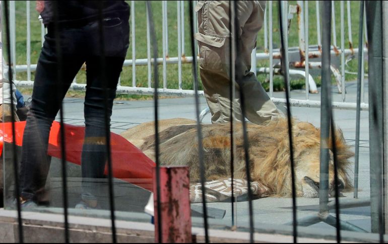 Denuncian que Zeus murió luego de que el SAG obligara a personal a anestesiarlo para leer el microchip de identificación del animal. AFP/J. Torres