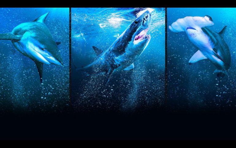“SharkFest” ya está disponible en Disney+. ESPECIAL/THE WALT DISNEY COMPANY MÉXICO.