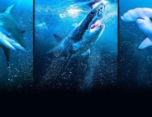 “SharkFest” ya está disponible en Disney+. ESPECIAL/THE WALT DISNEY COMPANY MÉXICO.