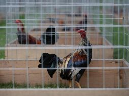 Debido a la violencia, en la zona han sido prohibidos los palenques; sin embargo, este sí se realizó. EL INFORMADOR/ARCHIVO
