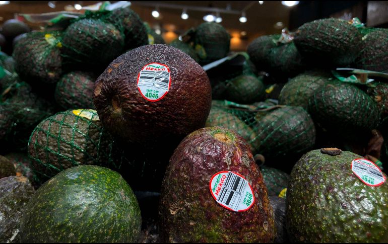 Ocho de cada 10 aguacates vendidos en territorio estadounidense provienen de México. Y a partir de este año, el aguacate producido en Jalisco también participará. AFP / ARCHIVO