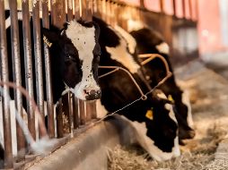 Un tribunal de Gujarat procesó a un hombre acusado de introducir ganado de contrabando para matarlo. EL INFORMADOR/ARCHIVO