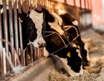 Un tribunal de Gujarat procesó a un hombre acusado de introducir ganado de contrabando para matarlo. EL INFORMADOR/ARCHIVO