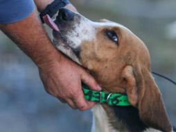 No se sabe si la víctima era dueña del perro. AFP