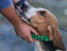 No se sabe si la víctima era dueña del perro. AFP