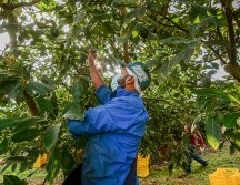 En Jalisco hay 15 municipios libres de plagas conocidas como barrenadores del hueso y las ramas del aguacate. ESPECIAL