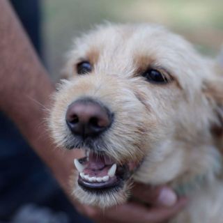 Prevén cárcel para quien se robe o secuestre mascotas en Jalisco