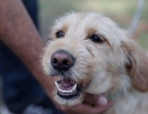 Con sanciones de uno a tres años de prisión a quien se robe una mascota, fue presentada una iniciativa de reforma al Código Penal de Jalisco para tipificar este delito. SUN / ARCHIVO