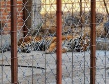 El inmueble y lo asegurado fueron puestos a disposición del MPF en Jalisco. ESPECIAL