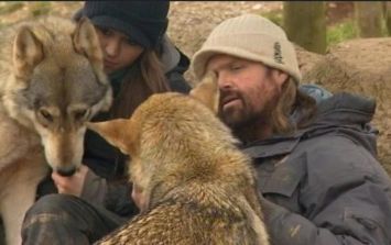Gran Bretaña: ¡Un auténtico hombre-lobo! Deja a su familia para vivir en  una manada por siete años | El Informador