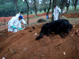 Con ayuda de un par de caninos descubrieron los cuerpos enterrados. EFE/ ARCHIVO
