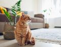 Las 5 mejores mascotas para espacios pequeños. ISTOCK/Nedopekin Yuriy